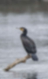 A6FE735E-667B-4A43-8FE7-5C210117B94D 2.jpg