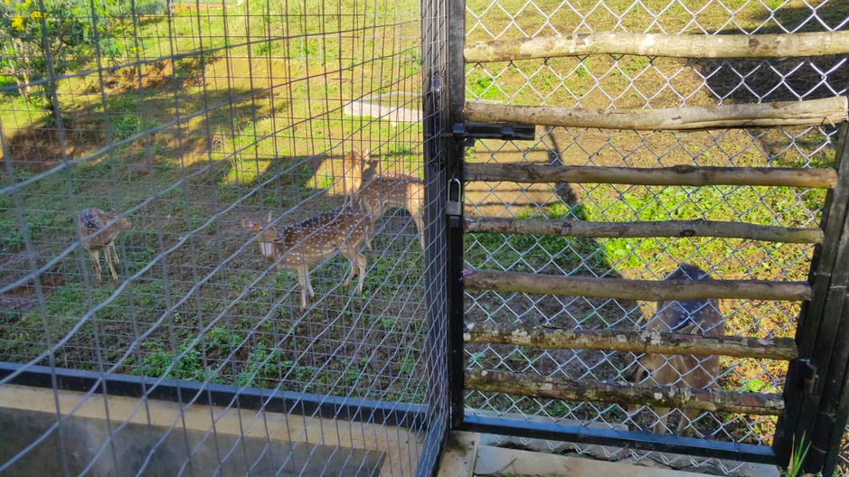 Rusa