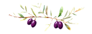 lengthwise watercolor olive tree branch_