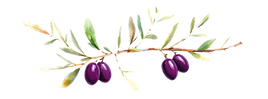 lengthwise watercolor olive tree branch_