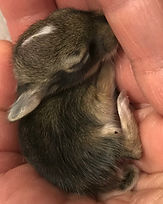 The Original Bunny Nip