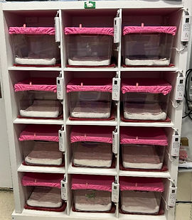 Bunny Nursery