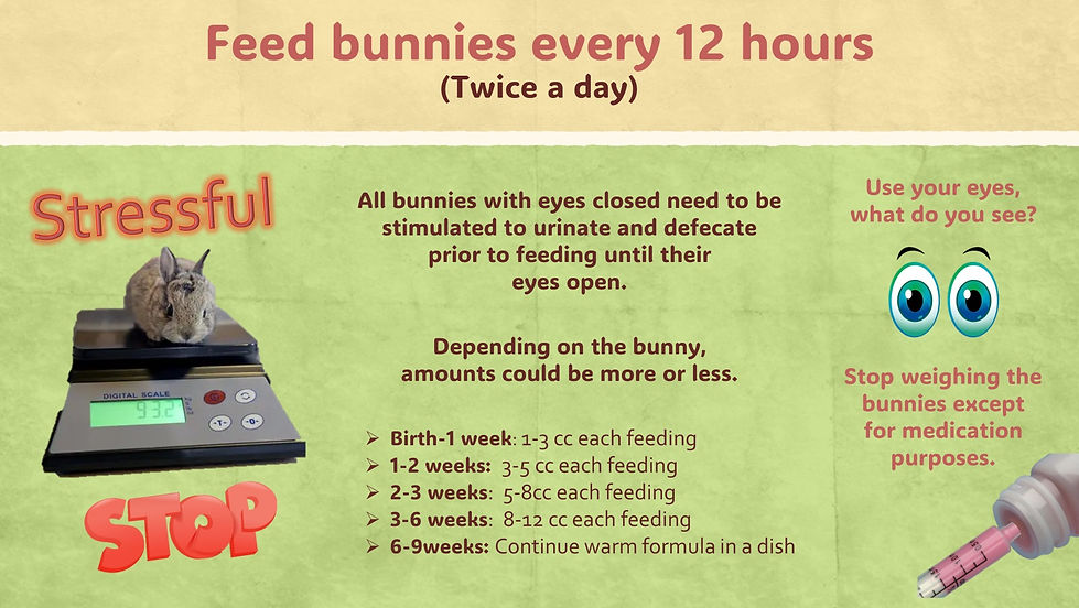 Bunny Feeding cc per feeding