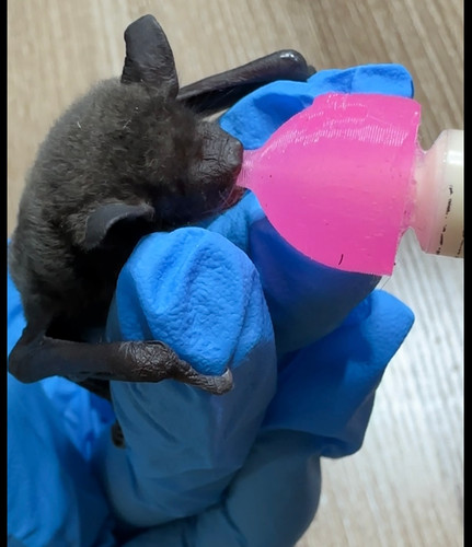 Bat 