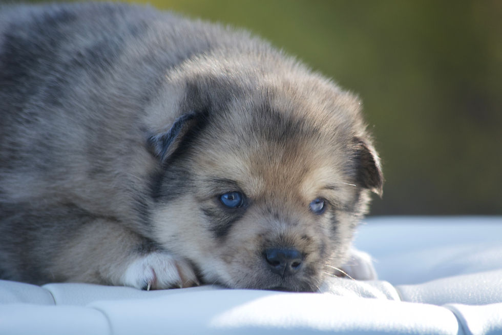 Thumbnail: Skylar - Male