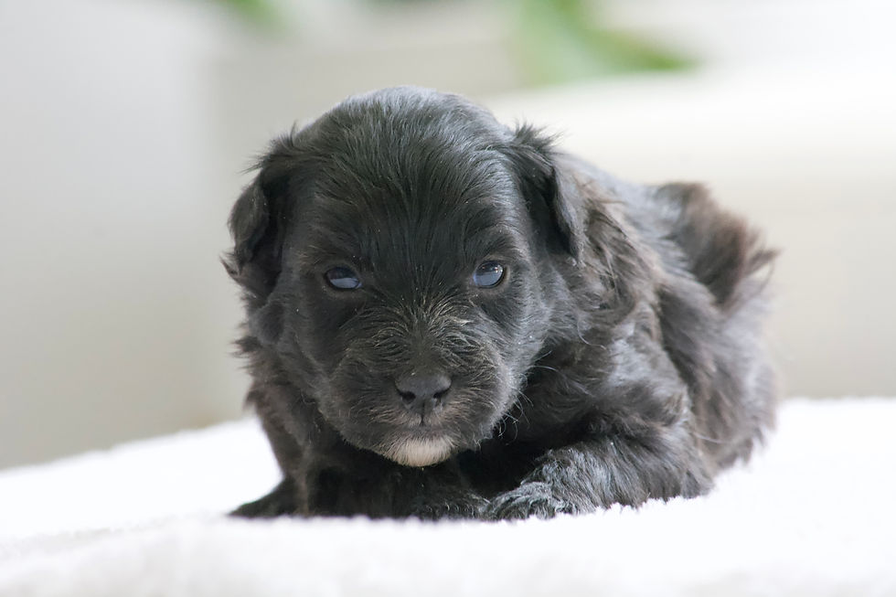 Thumbnail: Aspen - Male