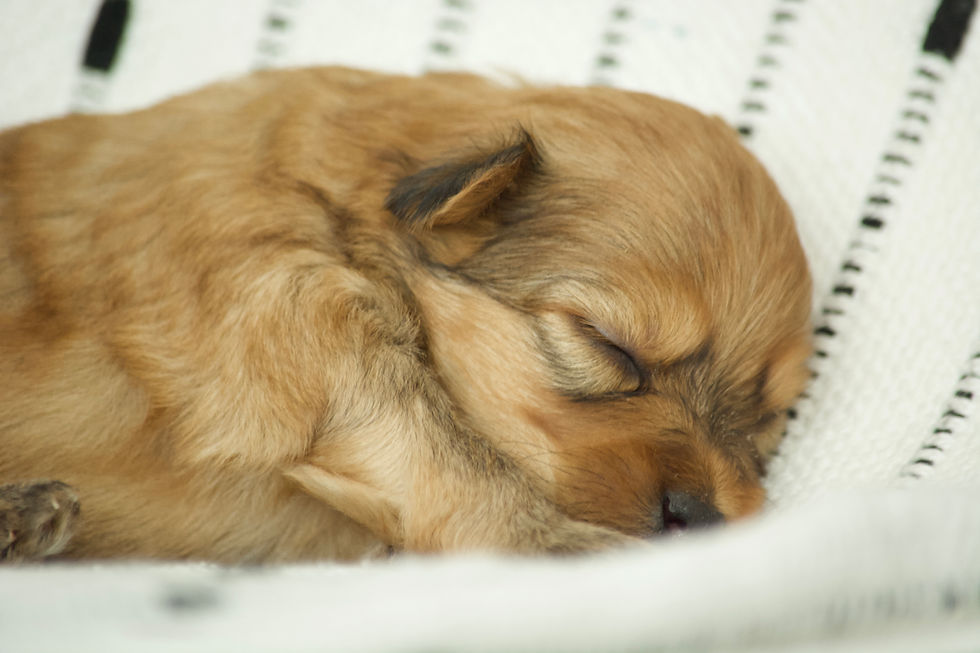 Thumbnail: Peaches - Female