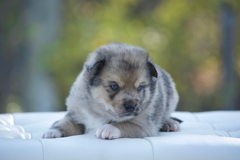 Thumbnail: Skylar - Male