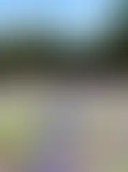 Rooted in Resilience, Blooming with Grace at Baby Bear Farm💜🌿