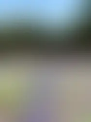 Rooted in Resilience, Blooming with Grace at Baby Bear Farmđđż