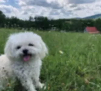 Coco.webp