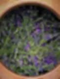 Lavender-Distilling.webp
