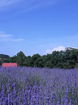 Baby Bear Farm Lavender Field