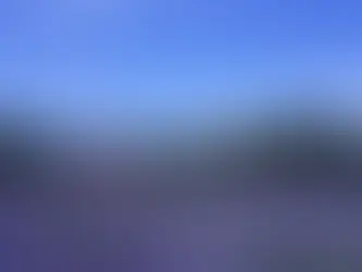 Baby Bear Farm Lavender Field