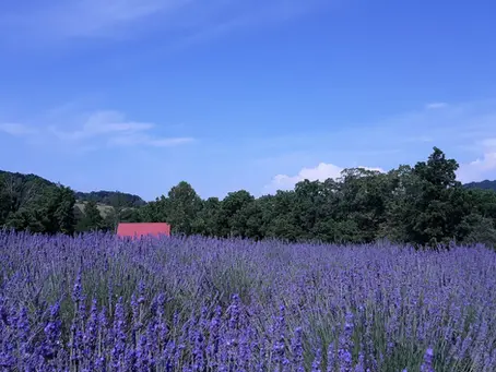 Baby Bear Farm Lavender Field