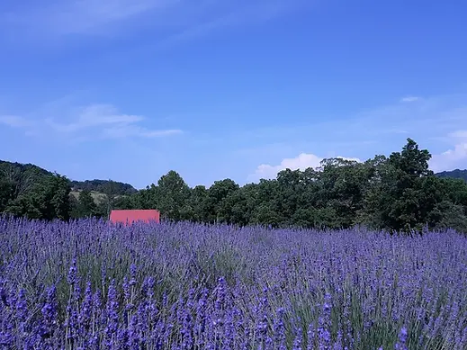 Lavender-Field.webp