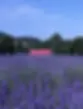 Lavender-Barn.webp