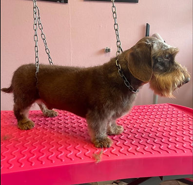 le barbier de ces chiens - Recherche Google.jpeg