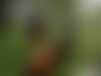 To menn og hunder på rypetelling