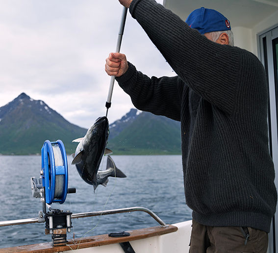 Eventyrlig storseifiske
