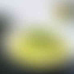 Paste Australia, Mittagong