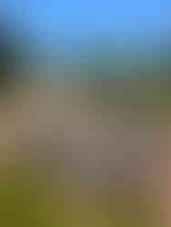 Stargazing Park, The Gables