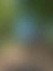 Belgenny Farm, Camden South