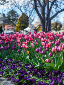 Tulip Time in Bowral, Go Beyond the Bloom
