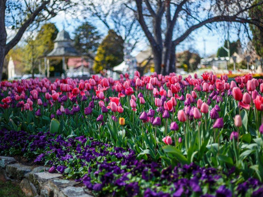Tulip Time in Bowral, Go Beyond the Bloom