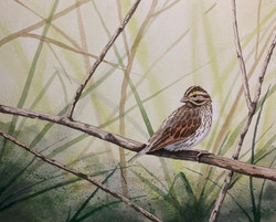 pollock_phillip_savannah sparrow