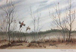 Rign-necked Pheasants in Iowa