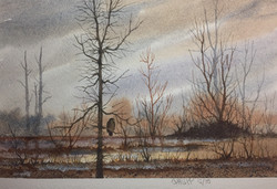 Hawk Surveys Marshland