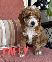Toy Poodle puppies for sale