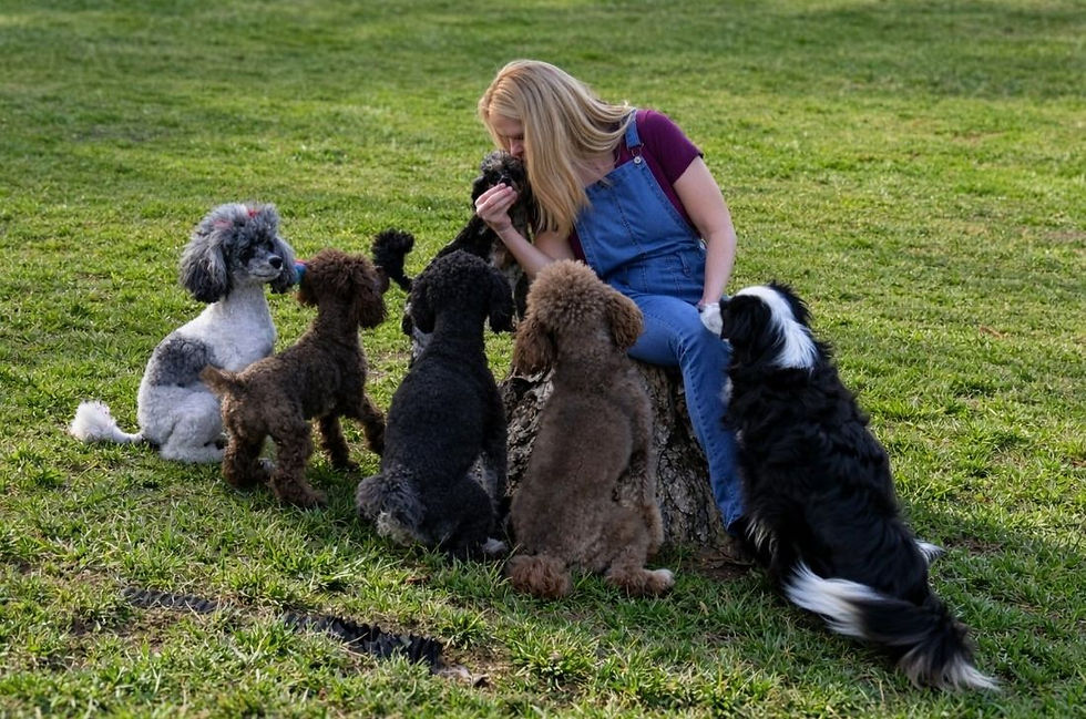 Toy Poodle Breeder.jpg