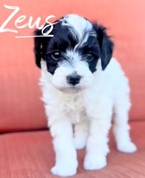 Micro Goldendoodle puppies for sale near St. Louis, MO