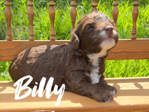 ShowMeDoodles: Poodles and Doodles—Your Ticket to Truly “Hypoallergenic Puppy” Happiness 🐩💙