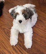 Mini Bernedoodle puppies for sale St. Louis Missouri