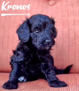 Micro Goldendoodle Puppy for sale near me