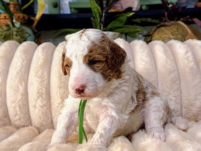 Puppy Go Home Day What to Expect in the First Weeks at Home