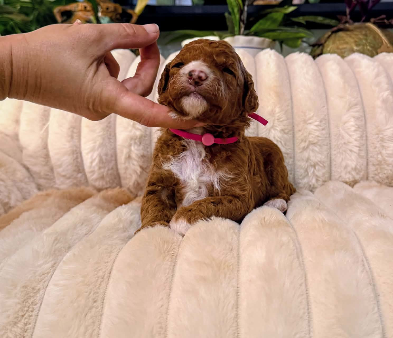Close-up view of a playful Poodle puppy in a grassy field