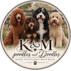 Toy Poodle puppies for sale
