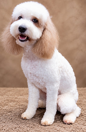 goldendoodle puppies for sale