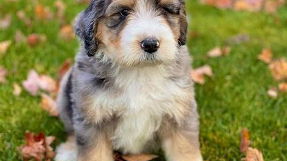 Mini Aussiedoodle puppy for sale