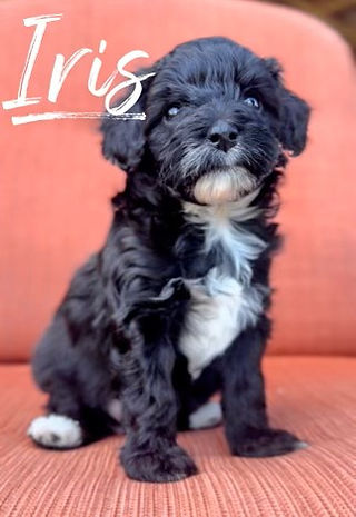 Mini Goldendoodle puppies for sale