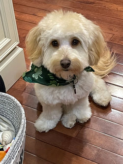 Mini Bernedoodle puppy for sale