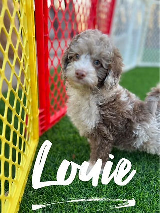 Mini Goldendoodle puppies for sale near me