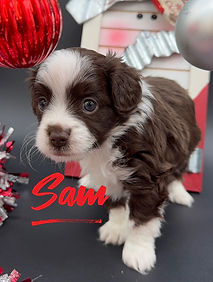 Toy Aussiedoodle puppies for Sale near me