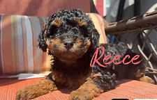 Toy poodle puppies for sale near me