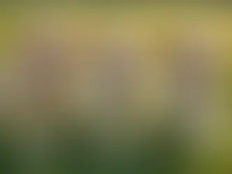 Picking the Perfect Puppy: Male vs Female - What's the Best Fit for Your Family?