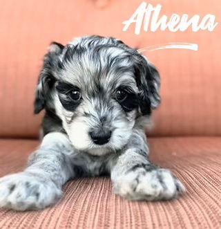 Merle Goldendoodle puppies for sale